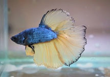 Betta Sp. Halfmoon Mustard Male