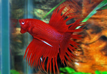 Betta Sp. Crowntail Male