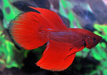 Betta Splendens Male