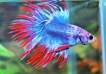 Betta Sp. Crowntail Thai Flag Male