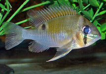 Biotodoma Cupido