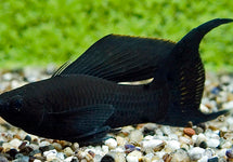 Poecilia Sphenops Black Longfin