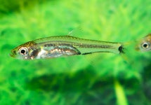 Rasbosoma Spilocerca