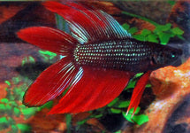 Betta Sp. Doubletail Male
