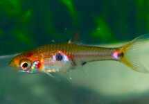 Boraras Naevus