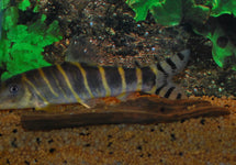 Botia Dario