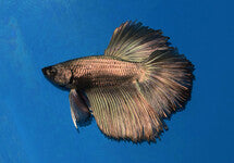 Betta Sp. Halfmoon Copper Male
