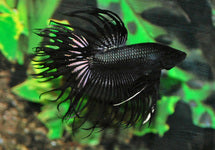 Betta Sp. Crowntail Black Male