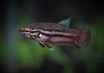 Betta Sp. Plakat Female