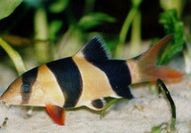 Chromobotia Macracanthus