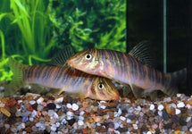 Botia Striata