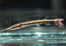 Boulengerella Cuvieri Peru