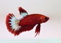 Betta Sp. Plakat Hellboy Red Male