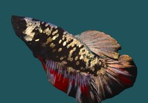 Betta Sp. Plakat Avatar Male