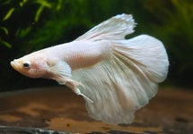 Betta Sp. Halfmoon Dumbo Ear White Male