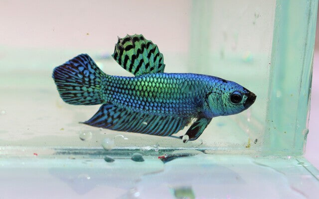 Betta Sp. Plakat Alien Green Male