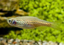 Danio Rerio Frankei