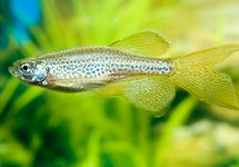 Danio Rerio Frankei Longfin