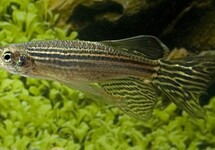 Danio Rerio Long Fin
