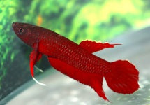 Betta Api Api Only Males