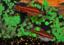 Puntius (Rohanella) Titteya