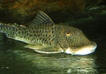 L187A Chaetostoma Sp.