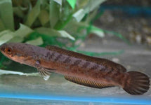 Channa Aristonei