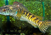 Channa Aurantimaculata