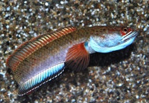 Channa Pyrophthalmus