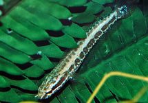 Parachanna Obscura
