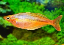 Chilatherina Bleheri