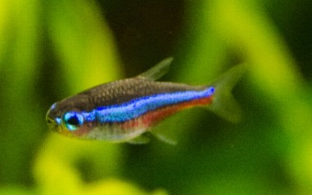 Blauwe neon