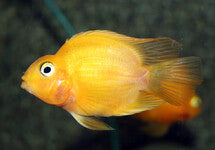 Cichlidae Sp. Parrot Yellow