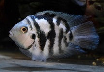 Amatitlania Nigrofasciata Coral Blue