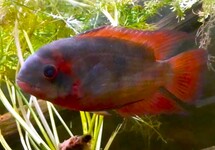 Hypselecara Temporalis Oyapock F1