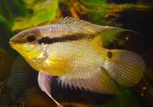 Mesonauta Insignis