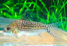 Corydoras (Brochis) Sodalis