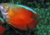 Trichogaster Lalius Red Male