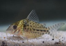 Corydoras (Brochis) Ambiacus C018