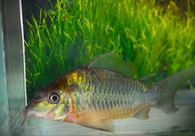 Corydoras (Brochis) Cw136