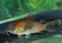 Corydoras (Osteogaster) Venezuelanus