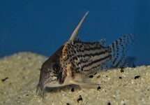 Corydoras (Hoplisoma) Schwartzi Highfin