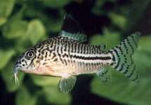 Corydoras (Osteogaster) Julii