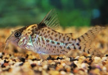 Corydoras (Brochis) Agassizii
