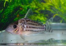 Corydoras (Brochis) Sp. C141