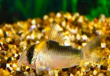 Corydoras (Hoplisoma) Adolfoi