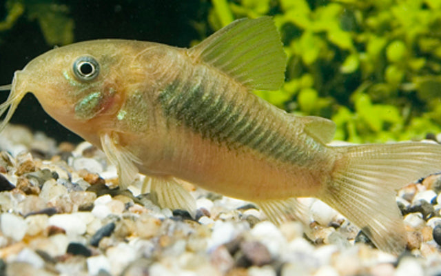 Corydoras (Osteogaster) Aenea