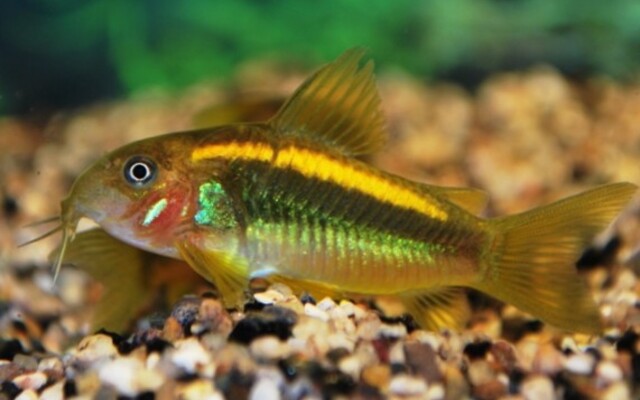 Corydoras (Osteogaster) Sp. Cw010