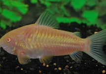 Corydoras (Osteogaster) Aenea Albino