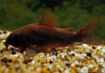Corydoras (Osteogaster) Aena Black